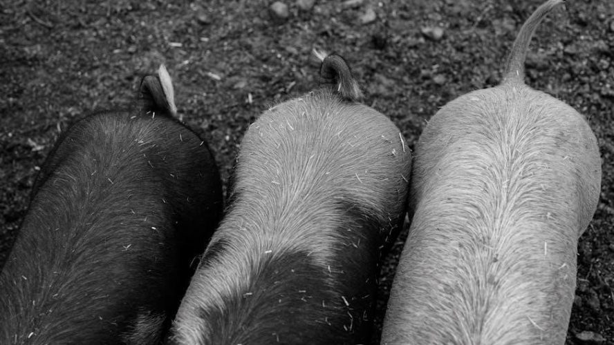 story of three little pigs pdf