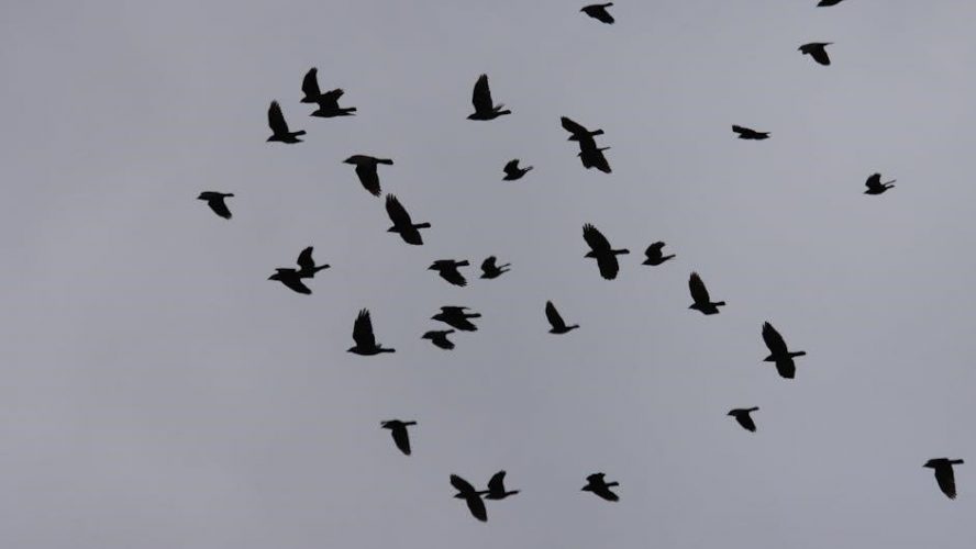six of crows filetype:pdf