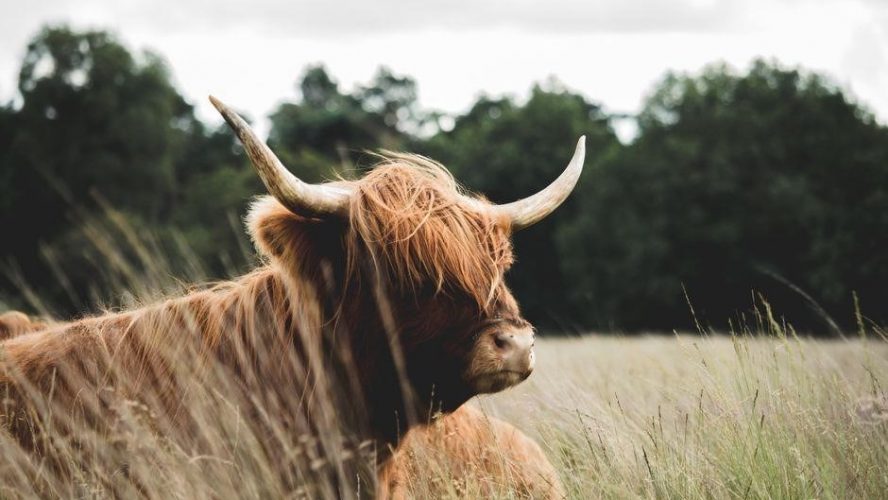 highland cow crochet pattern free pdf